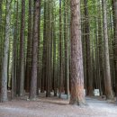 레드우드 이미지