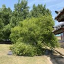 석성동헌 탱자나무 이미지