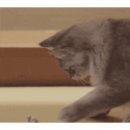 에너자이저 복싱 이미지