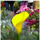 장안꽃시장 이미지