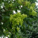 가중나무(가죽나무)Ailanthus altissima (Mill.) Swingle 이미지