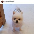 보보펫 이미지