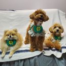 페리토리 이미지