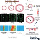음식물 '위, 소장, 대장' 배출, 구토 기전, Ileocecal Valve - 대장의 대사산물 역류, SIBO 탐구!! 이미지