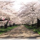 [일본유학]일본여행정보 - 2009년 벚꽃명소와 벚꽃축제 소개 ~홋카이도/도호쿠~ 이미지