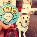 스타반려견 교육센터 이미지