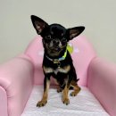 회원동225 이미지