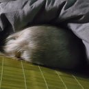 우아한개 이미지