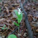 무주읍218 | 금산 우라실산, 들봉, 왕봉, 부친당산, 소사봉, 기러기봉