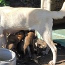 철우목장 이미지