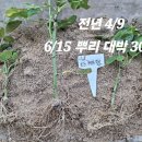로드헨