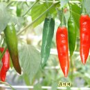 스마트폰 사진찍기 이미지