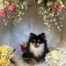 몽클똥개 이미지