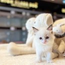 해피캣타운 고양이강아지 서울충무로점 | 고양이키우는비용 입양비용 집사일기