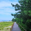 당일]서해별미맛기행9탄![전어/대하/꽃게]+안면도자연휴양림+안면도솔향기길 이미지