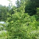 본향장의 이미지