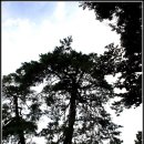 순흥의 연리지송 이미지