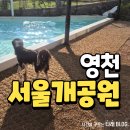 필연분식 | 경북 영천 서울개공원 애견수영장 까지 즐기고왔어요