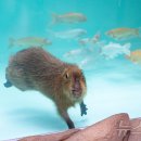 롯데월드아쿠아리움 이미지