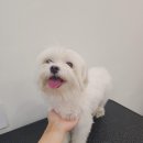 짱아미용실 이미지