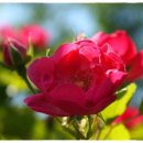 배산체육공원 이미지