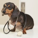 반월동물병원 이미지