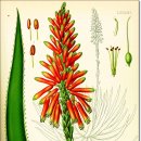 알로에(ALOE)