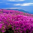 황매산 철쭉제 이미지