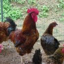 삼복농장 이미지