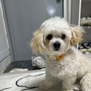 해피앤댕 | 청주 강아지 수제간식 전문점 해피앤댕에서 강아지 입체케이크 주문한 후기!