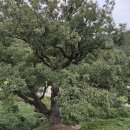 안동 대곡리 굴참나무 이미지