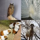 새 | 가평 실내 가볼만한곳 베고니아새정원 후기 (입장료/할인방법)