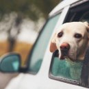 원 동물약국 이미지