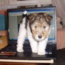 늑대PC방 | 아일랜드4