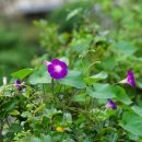 둥근잎나팔꽃[ Convolvulaceae (메꽃과) ＞ Ipomoea (고구마속) ＞ purpurea (둥근잎나팔꽃)] 이미지