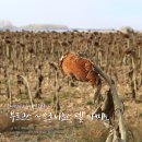 산티아고 프랑스길 Day+17 : 메세타의 시작, 부르고스 - 오르니요스 델 카미노(Burgos~Hornillos del Camino) 이미지