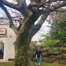 퐁낭퐁낭 이미지