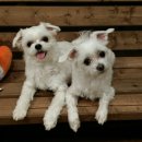 해피애견하우스 이미지