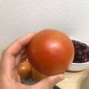 스테비아 토마토, 요즘 핫한 토망고라고 아세요??