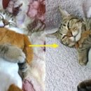 인형과 함께 이미지