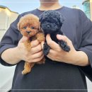 나눔펫 책임분양소 강아지분양 일산점 이미지