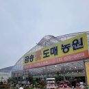 예쁜금송꽃