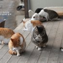 그루밍선데이 이미지