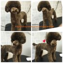 미소로동물병원 이미지