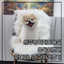 이쁘개 | 원주강아지미용실 유독이쁘개 포메라니안가위컷후기