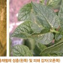 감자 - 충해(기생충) 오이총채벌레(Melon Thrips, Thrips palmi Karny) 이미지