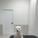 댕스티니 이미지