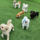 소심유치원 이미지