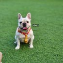 율생농장 | 오늘도난삐딱하개 김포 애견카페 방문기