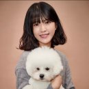 사랑스럽개 반려동물미용 이미지